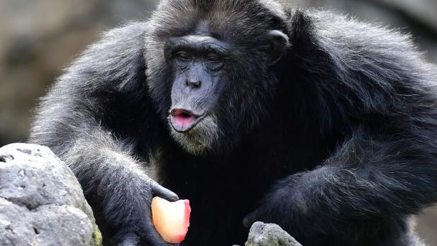 Schimpansen haben Appetit auf unterschiedliche Nahrung.