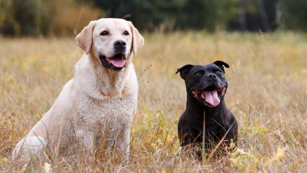 Amerikanische Forscher haben analysiert, welche Hunderassen am häufigsten zubeißen.