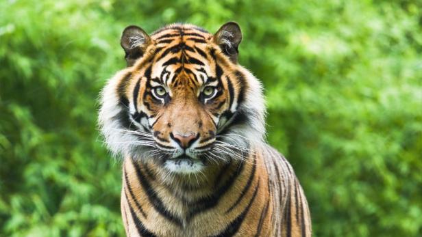 Es warten viele Eindrücke: Tiger im Ranthambore Nationalpark.