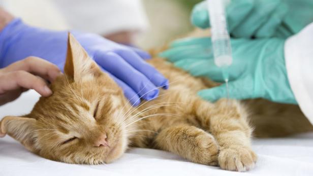 Lieferengpass bei Impfstoffen für Katzen, Hunde und Pferde