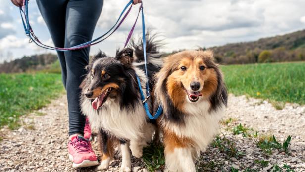 Gewusst wie: Hunde an der Leine zu führen will gelernt sein.