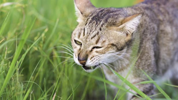 Gras hilft Katzen, Gewölle hochzuwürgen.