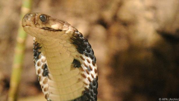 In Bisamberg wurde eine Kobra gesichtet.