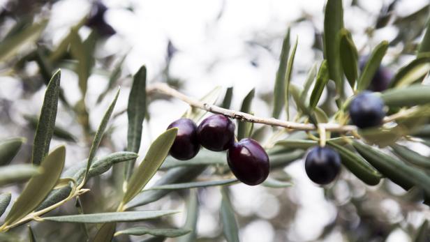 Schwarze Oliven an einem Ast