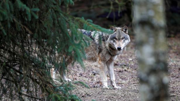 Ein Wolf in Park Schorfheide.