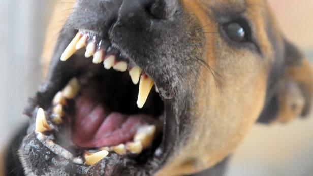 Entlaufene Hunde verletzen Frau und töten ihren Hund