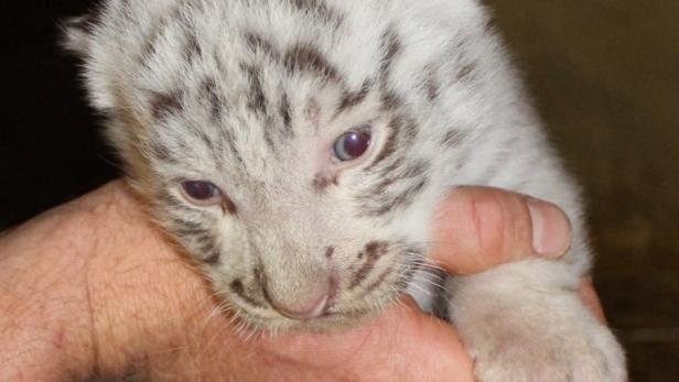 Erneut weiße Tiger-Drillinge in Zoo in Niederösterreich geboren
