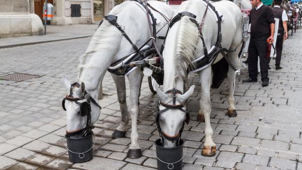 Hat&#039;s am Stephansplatz mehr als 35 Grad bekommen die Pferde dienstfrei.