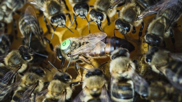 Erster Impfstoff für Honigbienen in den USA zugelassen