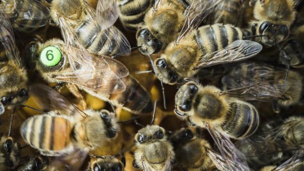 Tausende Bienen griffen Spaziergänger an