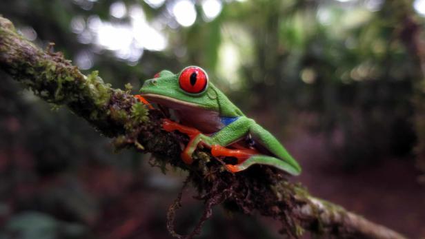 Der Rotaugenlaubfrosch ist das offizielle Symbolbild für den Regenwald in Costa Rica. Obwohl er bedroht ist, steigt die Population wieder.