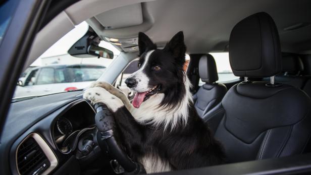 Ein Border Collie sitzt am Steuer eines Autos.