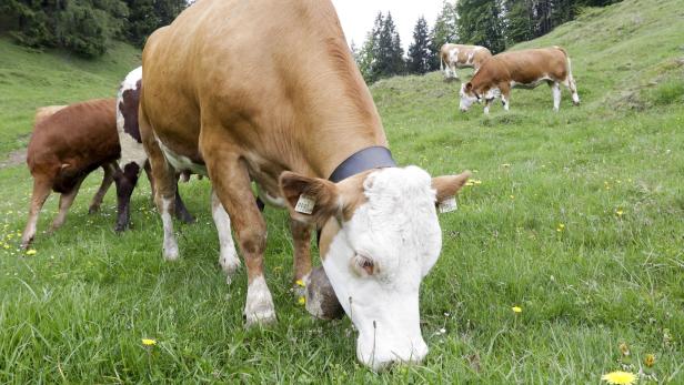 Bei der Milchproduktion fällt in Österreich deutlich weniger an als in fast allen anderen EU-Staaten