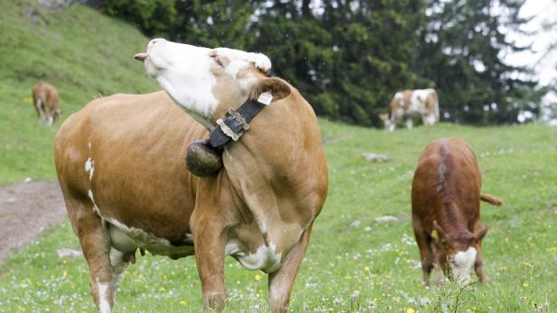 Bäuerin in Tirol von Kuh niedergetrampelt