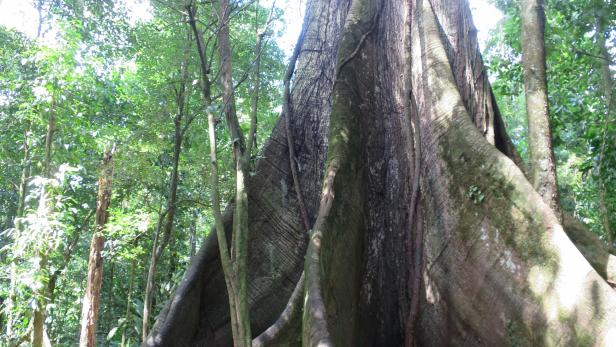 Kapokbäume: Warum die Urwaldriesen heilig sind