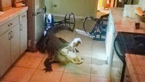 Drei Meter langer Alligator drang in Küche in Florida ein