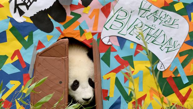 Im August wurde im Tiergarten Schönbrunn Geburtstag gefeiert: Pandanachwuchs Fu Bao wurde zwei Jahre alt.