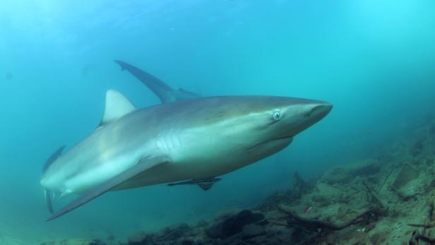 US-Ostküste: 17-Jährige verliert bei Hai-Attacke Teil ihres Beins