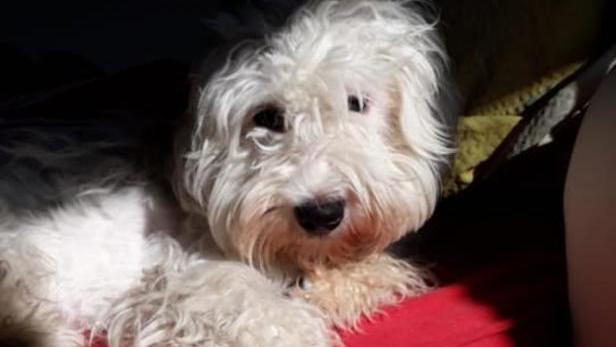 Kleinen Hund in Kloschüssel gedrückt: Täter muss in Therapie
