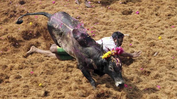 Ein Mann wird während des traditionellen Jallikattu-Festivals von einem Bullen angegriffen.