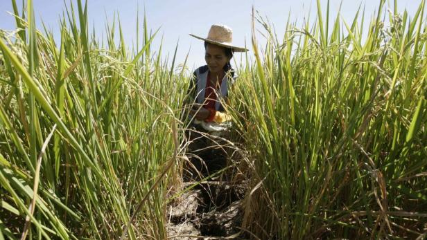 Philippinen: Mikrokredite gegen Agrarriesen