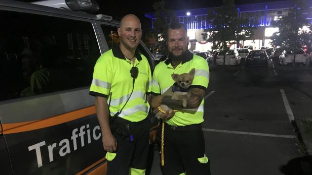 Linz: Chihuahua nach zweieinhalb Kilometern auf Autobahn gestoppt