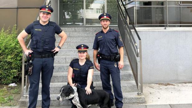 Wien: Hund fiel ins Wasser, Polizisten versorgten erschöpftes Tier