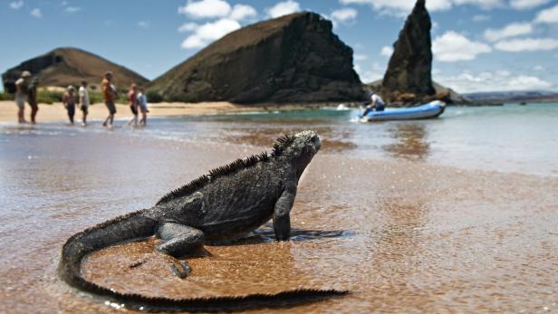 Ein Meeresleguan steht am Strand, im Hintergrund sind Menschen und ein Boot zu sehen.
