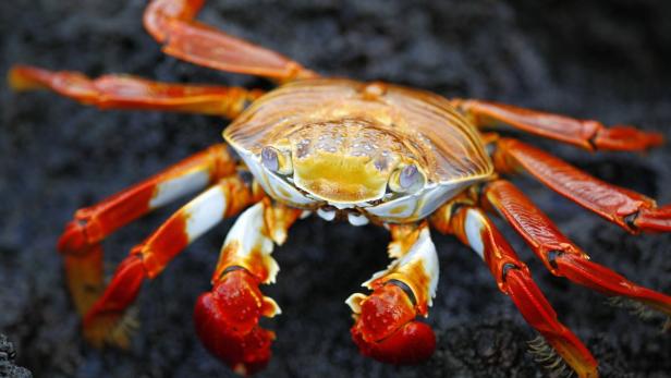 Ein farbenfroher Krabbe auf dunklem Lavagestein.