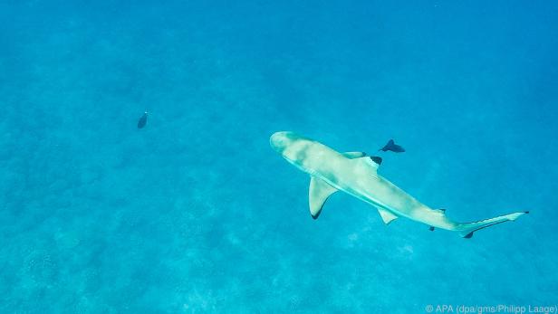 Schnorchelausflug: Schwarzspitzenriffhai hinter der Riffkante auf Bora Bora