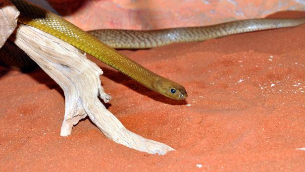 Giftigste Schlange Der Welt Biss / Die 10 Giftigsten und Gefährlichsten Reptilien/Amphibien ... : Das gift von einem biss kann 100 bis 200 menschen töten.