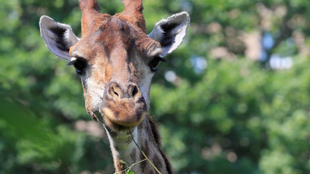 A giraffe eats at Moscow Zoo