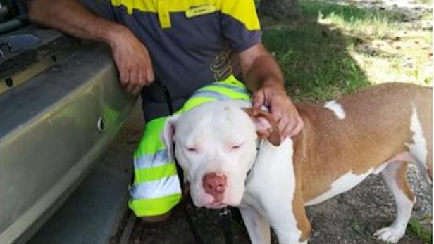 ÖAMTC-Fahrer rettet Hund aus heißem Auto