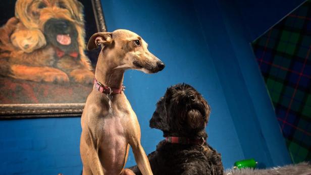 Ein Windhund und ein Pudel sitzen auf einem Bett vor einer blauen Wand mit einem Hundeporträt.