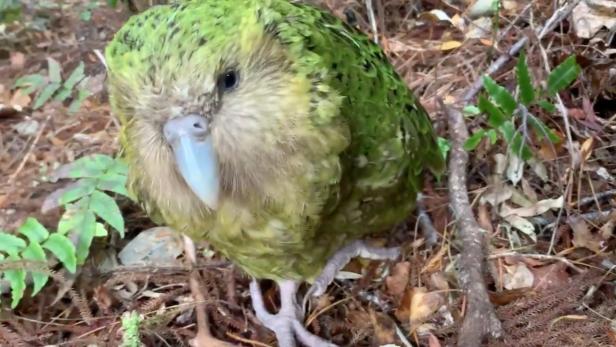 Kakapos sind erneut vom Aussterben bedroht.