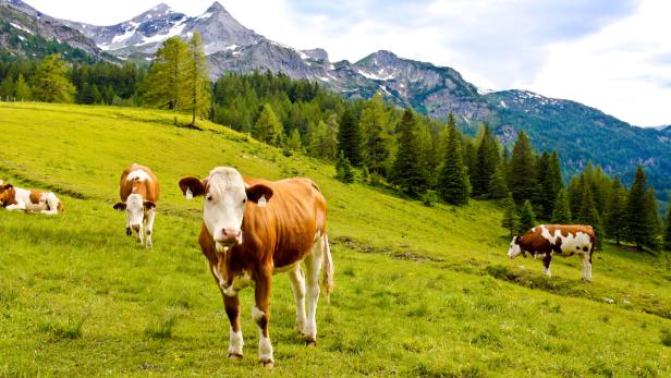 Kühe auf der Alm