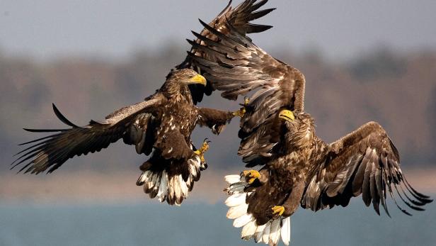 Seeadler fühlen sich an der Donau, March und Thaya und im Waldviertel besonders wohl.