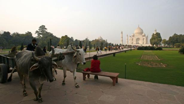 Zwei Ochsen ziehen einen Karren vor dem Taj Mahal in Indien.