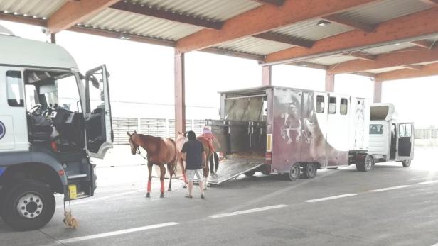 Westautobahn: Desolater Pferdetransporter wurde gestoppt