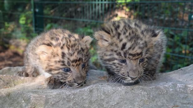 Die China-Leopardenbabys sind die Stars im Tierpark Stadt Haag