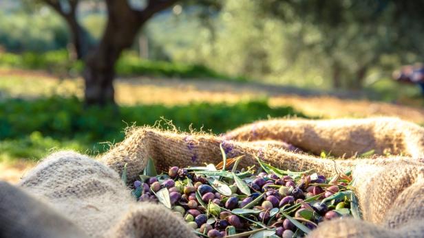 Andalusien: Wo es das beste Olivenöl gibt