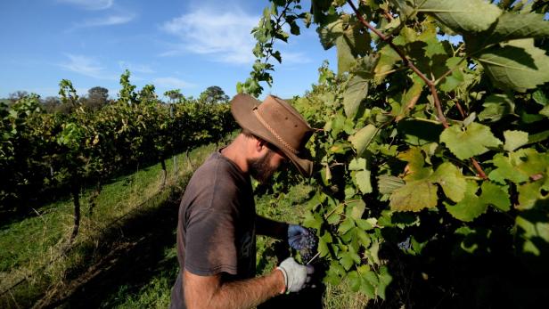 Weinernte in Down Under. Australien gehört zu den großen Weinexporteuren. Bekannt sind vor allem sehr kräftige Weine.