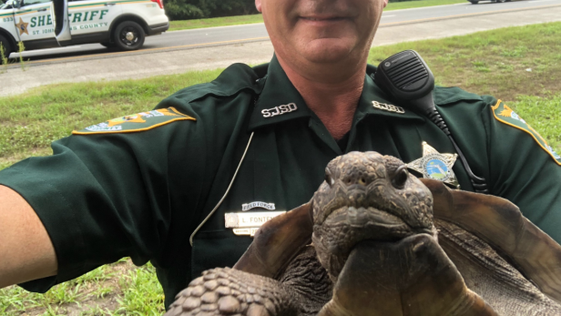 Florida: Schildkröte wegen Verkehrsbehinderung "verhaftet"