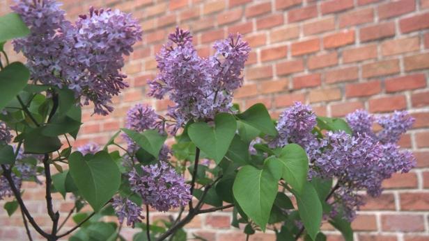 RECHTSTIPP:  Muss ich dulden, dass der Flieder des Nachbarn in meinen Garten hängt?