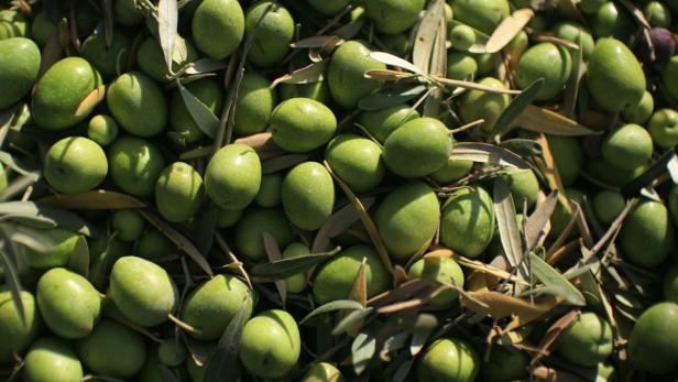 Hitze treibt bizarre Blüten: Spanien importiert Ölivenöl