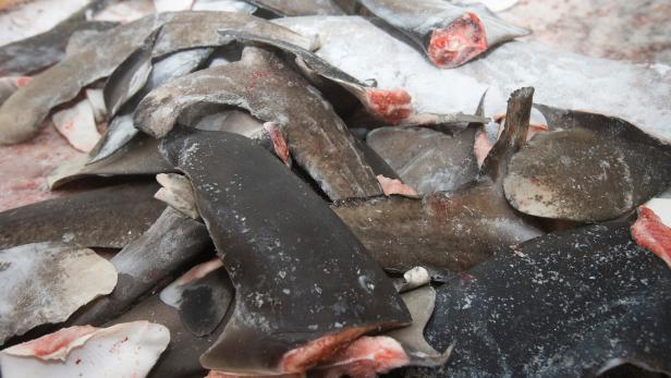 Nordatlantik: Schwertfischfang gefährdet massiv Haiarten 