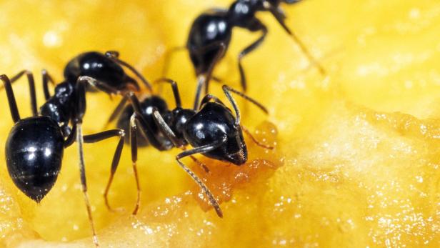 Eine Studie mit Ameisen macht klar: Klein und schlau - auch das gibt es in der Natur.