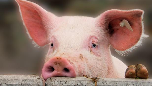 Im  arabischen Raum wie auch in Israel isst man kein Schwein. Die Schweinehaltung war in der heißen Gegend auch immer schon schwierig. Vielleicht daher die - mittlerweile religiös reglementierte - Abneigung. Die Schweinefleisch-Beigabe im Döner muss daher auch als besonderer Insult angesehen werden.