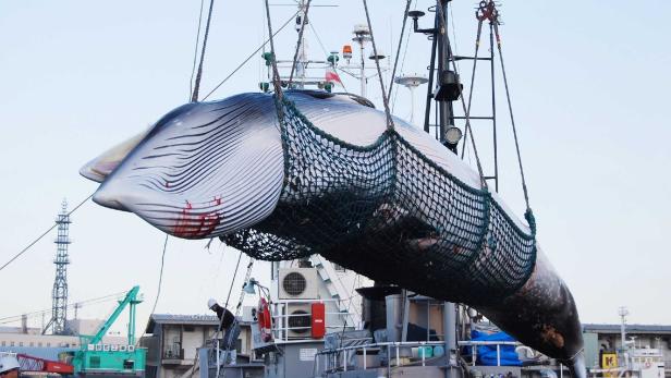 Japan will bis zum Ende des Jahres 227 Wale töten
