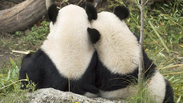 Ein Herz und eine Seele: Die Chemie zwischen den Pandabären in Schönbrunn stimmt, und auch die Besucher sind ganz verrückt nach den sanften Bambus-Liebhabern.